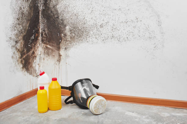 Best Mold Remediation for Schools in Fairlea, WV